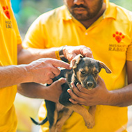 Rabies vaccination drive reaches over 25,000 dogs