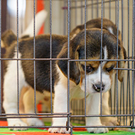MPs consult animal welfare experts on pet smuggling bill