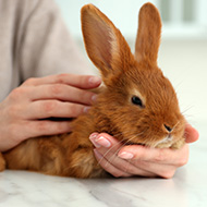 Rabbit owners can identify pet's pain, study finds