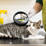 Cat owners urged to ensure their cat is microchipped