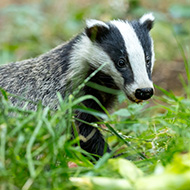 Defra plans to continue bTB badger culls