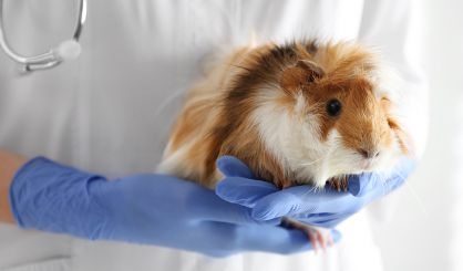 Study reveals most common guinea pig disorders