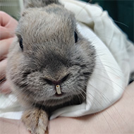 Study highlights scale of rabbit dental disease