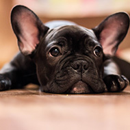 Charities criticise flat-faced dog's Crufts win