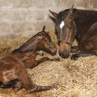 Inbreeding leads to thoroughbred pregnancy loss, study finds