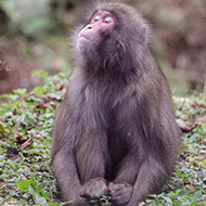 Recaptured monkey moved to new home