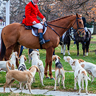 Charities urge Northern Ireland to ban hunting with dogs