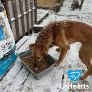Support helps Ukraine animal shelters make it through winter