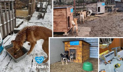 Support helps Ukraine animal shelters make it through winter