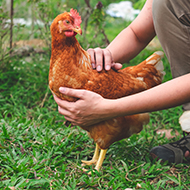 Poultry health course returns after five year break