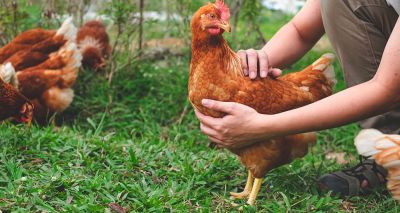 Poultry health course returns after five year break