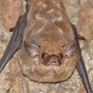 Wind turbine changes needed to save bats, scientists say