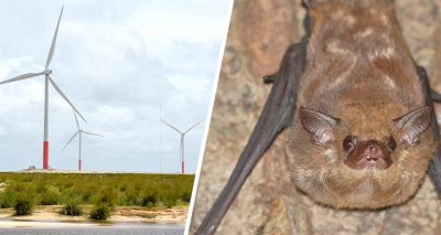 Wind turbine changes needed to save bats, scientists say