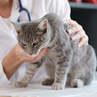 Guidelines published on long-term use of NSAIDs in cats