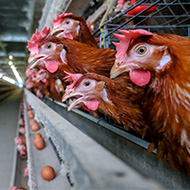 Scotland opens consultation on hen cage ban