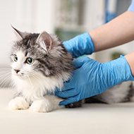 Post-operative neutering data revealed in new report