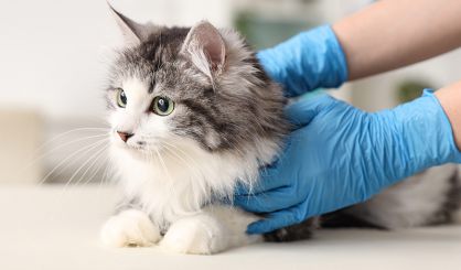 Post-operative neutering data revealed in new report
