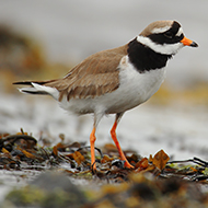 Fewer waterbirds travelling to winter in UK