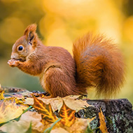 Squirrelpox spreads further north in Scotland