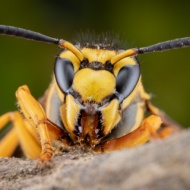 AI to detect invasions of Asian hornets