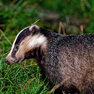 Number of badger TB vaccinations increases in England