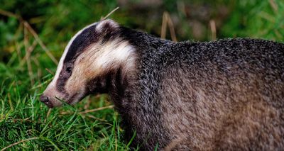 Number of badger TB vaccinations increases in England