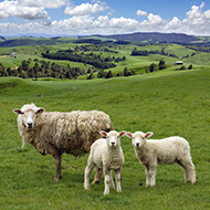 Short leads essential around livestock, report says