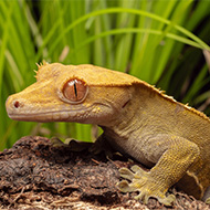 BSAVA publishes new reptile welfare leaflets