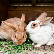 Rabbit Awareness Week set to return this summer
