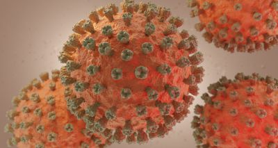 WHO raises avian flu concerns over spread to mammals