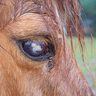 Artificial intelligence to identify equine ocular disease