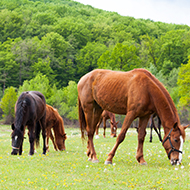 Equine News