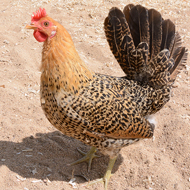 Avian flu impact puts poultry rare breeds under threat