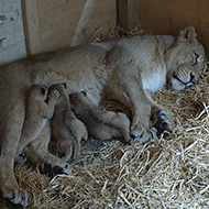 Zoo celebrates birth of Asiatic lion cubs