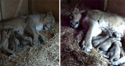 Zoo celebrates birth of Asiatic lion cubs