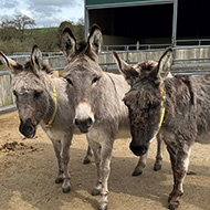 Four-year behaviour plan transforms frightened donkey