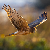 Hen harrier numbers fall by quarter in Northern Ireland