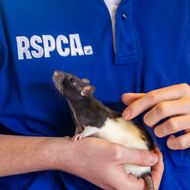 RSPCA launches new campaign and rebrand