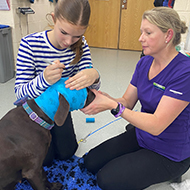 Vet group to run teen vet nurse course