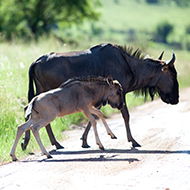 Wildebeest developing genetic issues from infrastructure