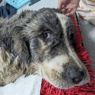 Dog saved from bottom of 15ft concrete shaft