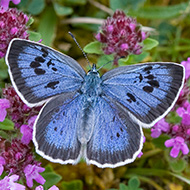Butterfly survey reveals mixed picture