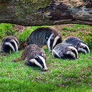 Lawyers write to Defra over 'unlawful' badger cull consultation