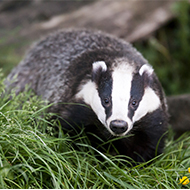 Defra extends badger cull consultation