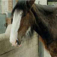 Equine charity sees increase in welfare cases 