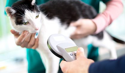 Over a third of cat owners unaware of microchip law