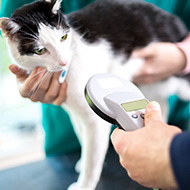 Over a third of cat owners unaware of microchip law