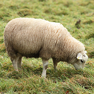 Enzootic abortion vaccine supply issues announced