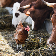 Case definition published for avian flu in cattle