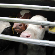 Live export ban set to become law